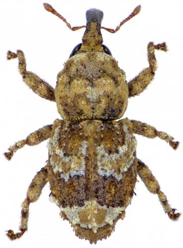 Dichromacalles dromedarius